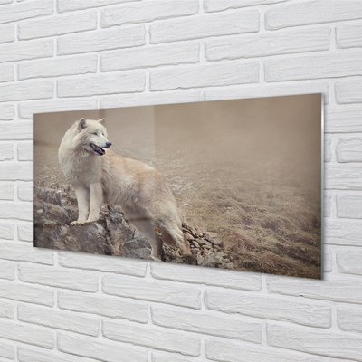 Foto op plexiglas Wolf