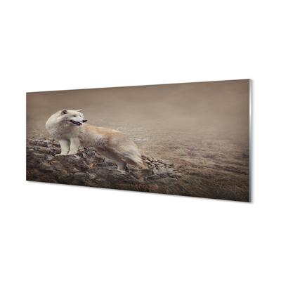 Foto op plexiglas Wolf