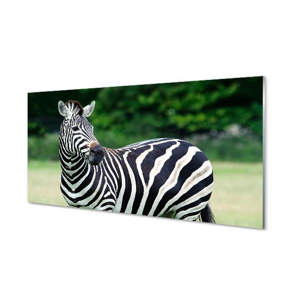Plexiglas foto Zebra-veld