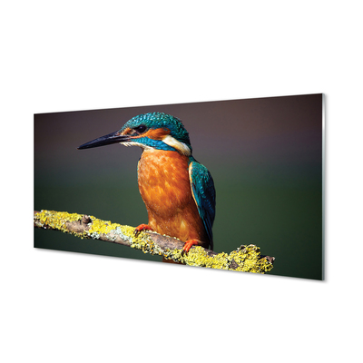 Foto op plexiglas Een kleurrijke vogel op een tak