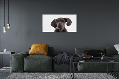 Schilderij op canvas Bruine hond