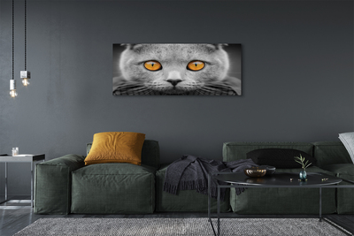 Foto op canvas Grijze britse kat