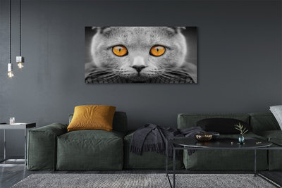 Foto op canvas Grijze britse kat