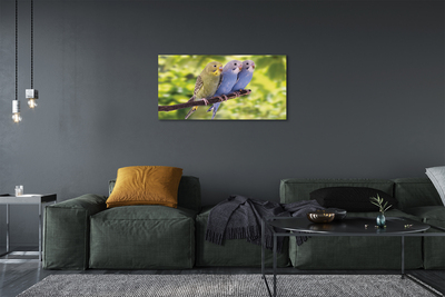 Foto op canvas Kleurrijke papegaaien op een tak