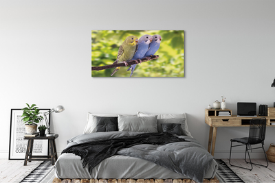 Foto op canvas Kleurrijke papegaaien op een tak
