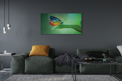 Foto op canvas Kleurrijke vlinder blad