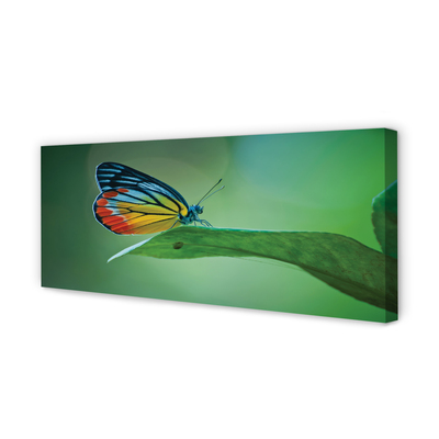 Foto op canvas Kleurrijke vlinder blad