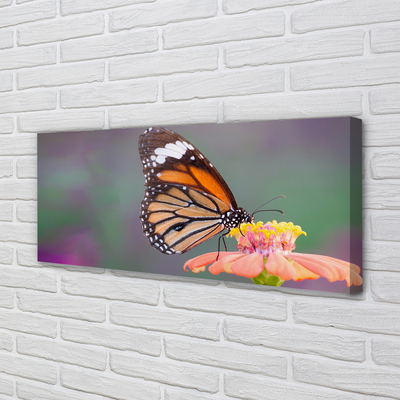 Foto op canvas Kleurrijke vlinderbloem
