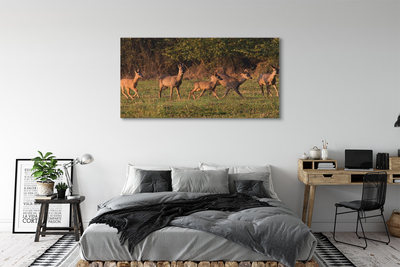 Foto op canvas Herten veld zonsopgang