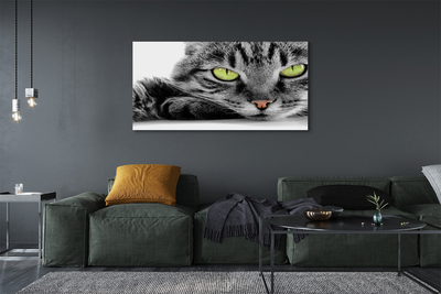 Foto op canvas Gray-black cat
