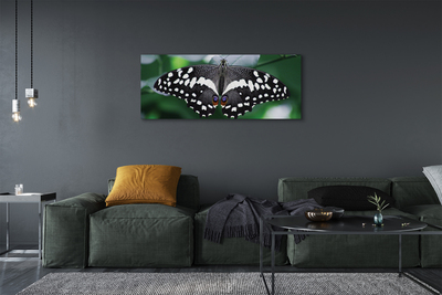 Foto op canvas Kleurrijke vlinder bladeren