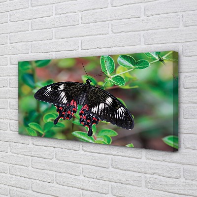 Foto op canvas Kleurrijke vlinder bladeren