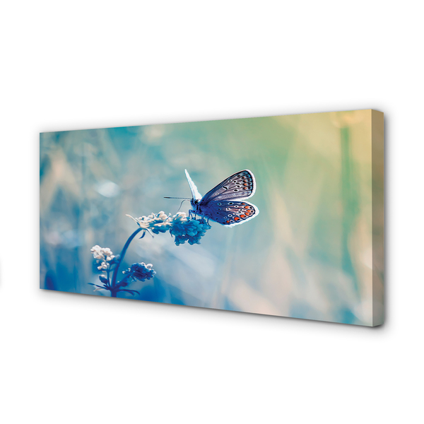 Foto op canvas Kleurrijke vlinder