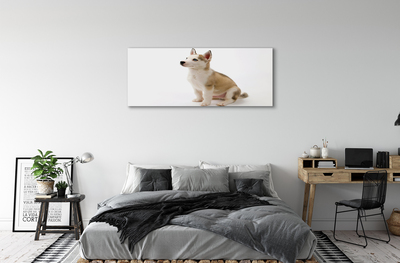 Schilderij op canvas Een kleine hond zitten