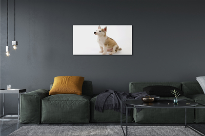 Schilderij op canvas Een kleine hond zitten