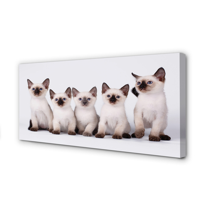 Foto op canvas Kleine katten