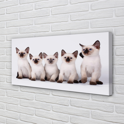Foto op canvas Kleine katten