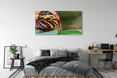 Foto op canvas Vlinder