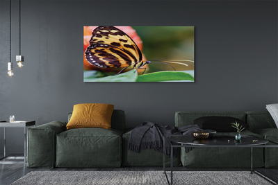 Foto op canvas Vlinder