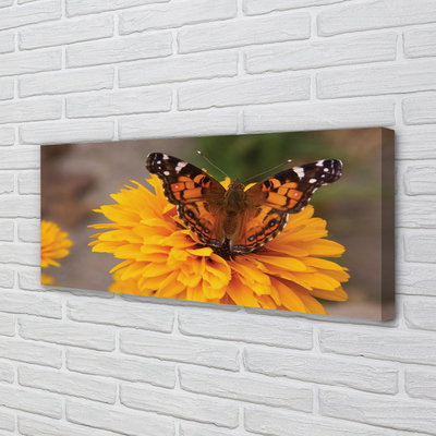 Foto op canvas Kleurrijke vlinderbloem