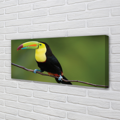 Foto op canvas Kleurrijke papegaai op een tak