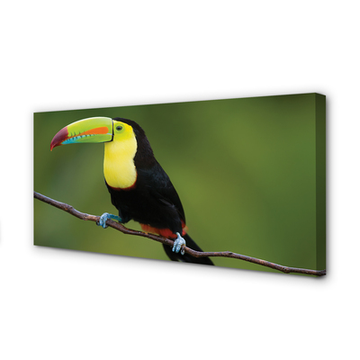 Foto op canvas Kleurrijke papegaai op een tak