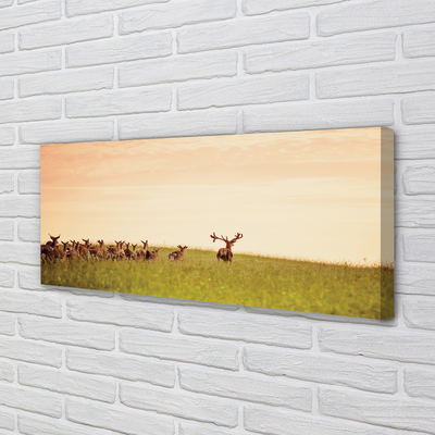 Foto op canvas Een kudde van hertenveld zonsopgang