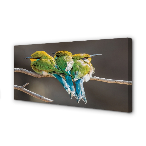 Foto op canvas Vogels op de tak