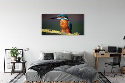 Foto op canvas Een kleurrijke vogel op een tak