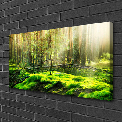 Canvas foto Forest moss nature