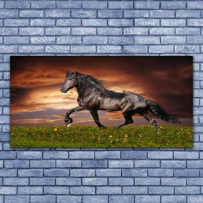 Canvas foto Black horse meadow dieren