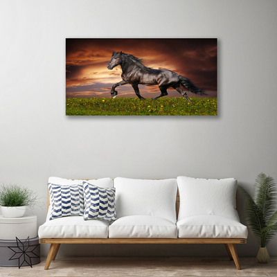 Canvas foto Black horse meadow dieren