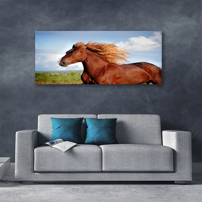 Canvas foto Horse dieren