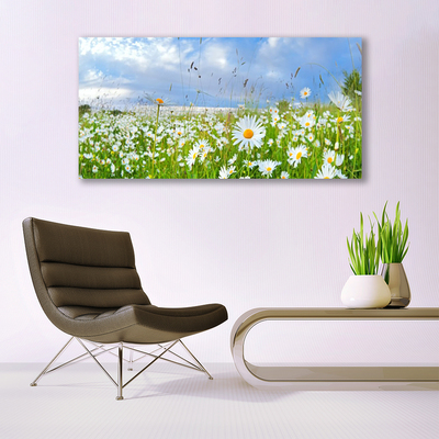Canvas foto Daisy meadow nature