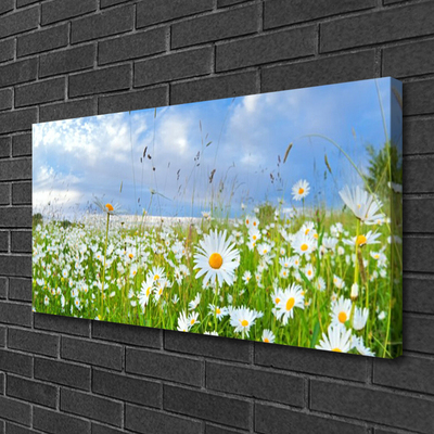 Canvas foto Daisy meadow nature