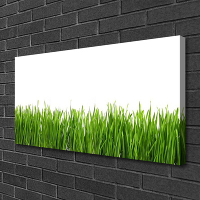 Schilderij op canvas Grass nature plant