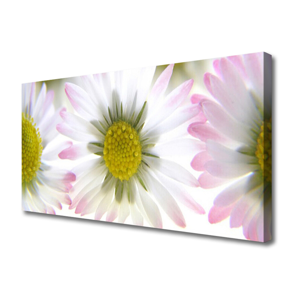 Schilderij op canvas Daisy plant nature