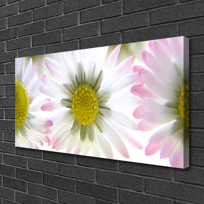 Schilderij op canvas Daisy plant nature