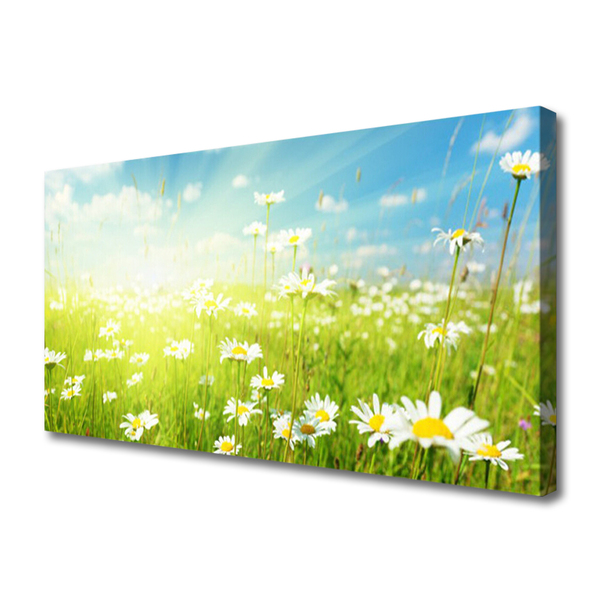 Schilderij op canvas Daisy meadow nature