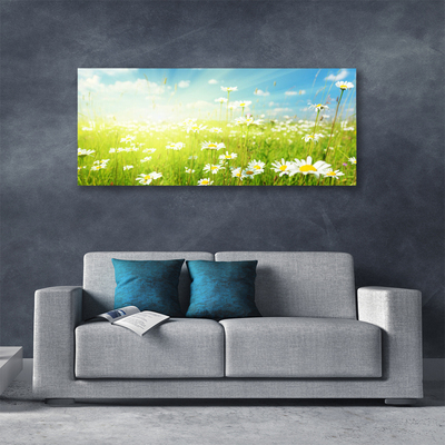 Schilderij op canvas Daisy meadow nature