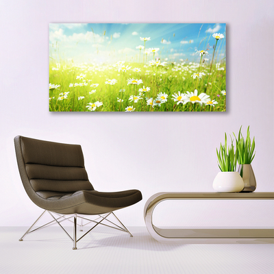 Schilderij op canvas Daisy meadow nature