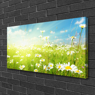 Schilderij op canvas Daisy meadow nature