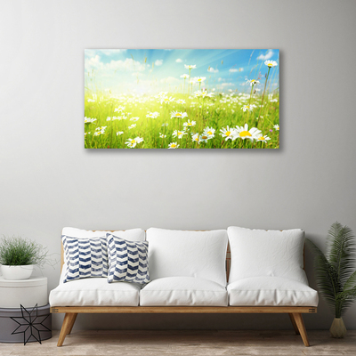 Schilderij op canvas Daisy meadow nature