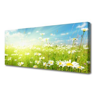 Schilderij op canvas Daisy meadow nature