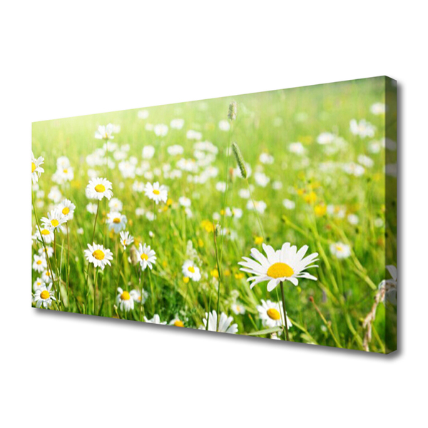 Schilderij op canvas Daisy meadow nature