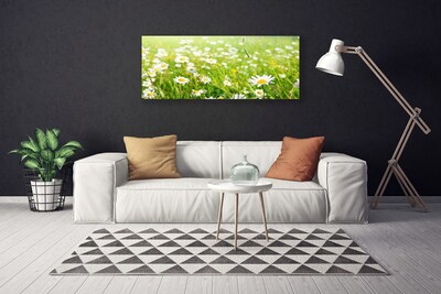 Schilderij op canvas Daisy meadow nature