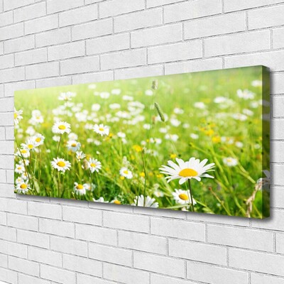 Schilderij op canvas Daisy meadow nature