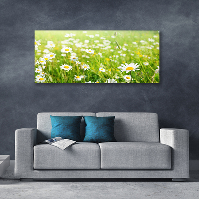 Schilderij op canvas Daisy meadow nature