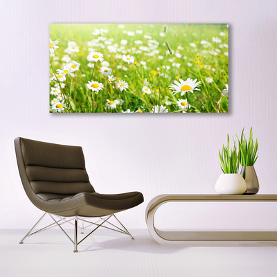 Schilderij op canvas Daisy meadow nature