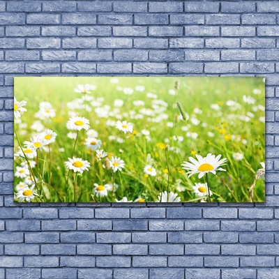 Schilderij op canvas Daisy meadow nature